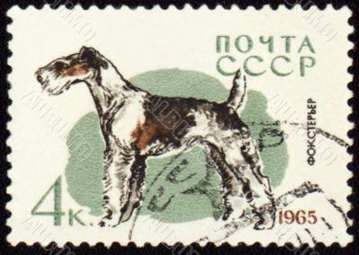 Fox terrier on post stamp