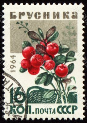 Branch of cowberry on post stamp