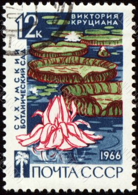 Waterlily in botanical garden on post stamp