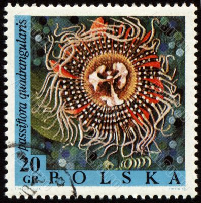 Passion flower on post stamp