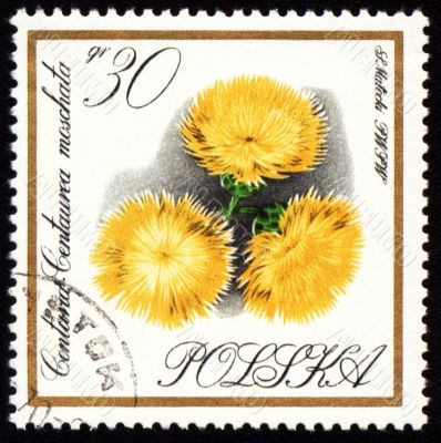 Yellow flowers on post stamp Yellow flowers on post stamp