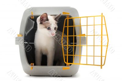 kitten in pet carrier