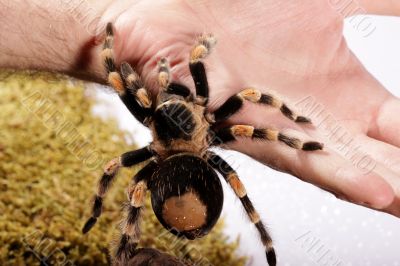 Spider Spider