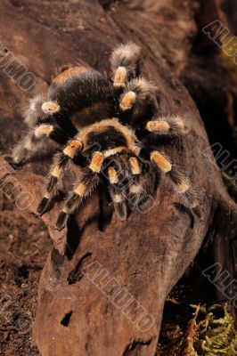 Redknee Spider Redknee Spider