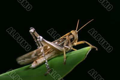 Grasshopper Grasshopper