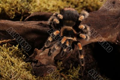 Mexican Redknee