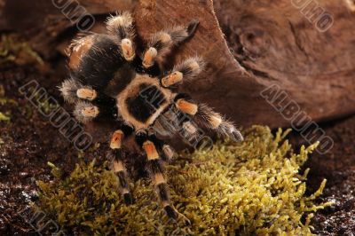 Redknee Spider