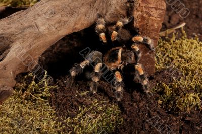 Brachypelma Smithi Brachypelma Smithi