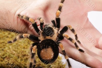 Mexican Redknee Mexican Redknee