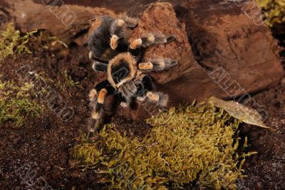 Redknee Spider Redknee Spider