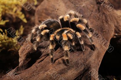 Brachypelma Smithi Brachypelma Smithi