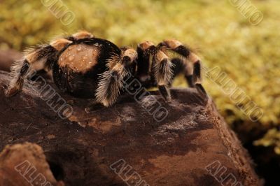Spider Spider