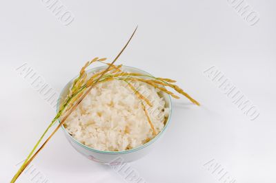 Rice bowl Rice bowl