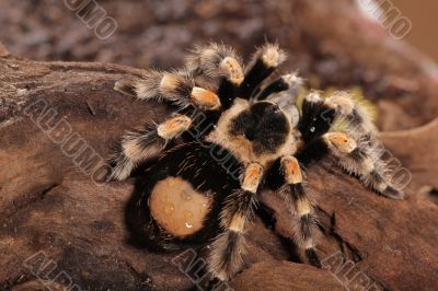 Mexican Redknee Mexican Redknee