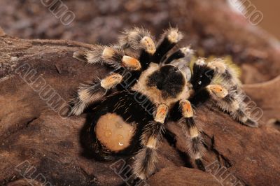 Mexican Redknee