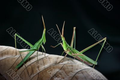 Grasshopper couple Grasshopper couple