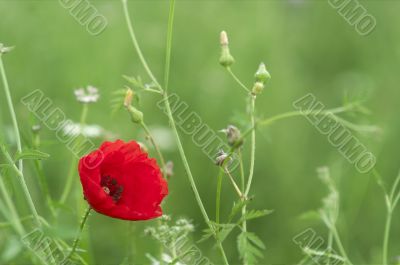 Red poppies