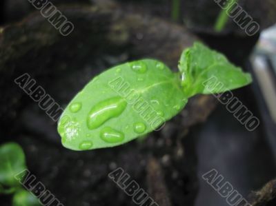 New green plant growth in peat glass