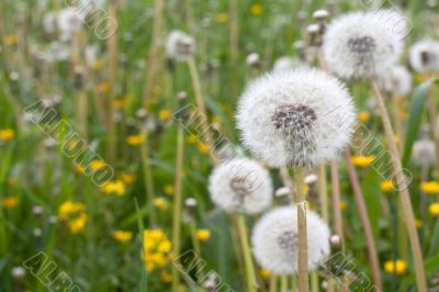 Dandelions have ripened