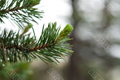 Branch of the pine
