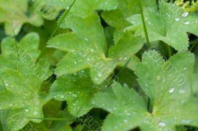 Green sheet with drop