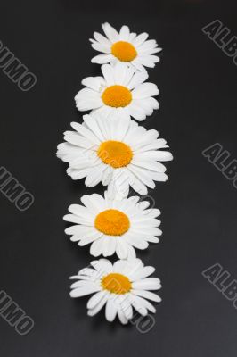 Flowers of the daisywheel inline