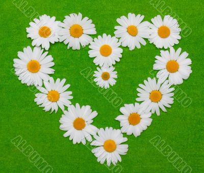Camomile heart on green background