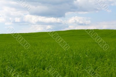 Wallpaper green herb and sky 