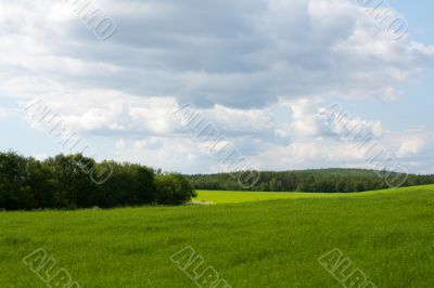 Wallpaper green herb and sky 