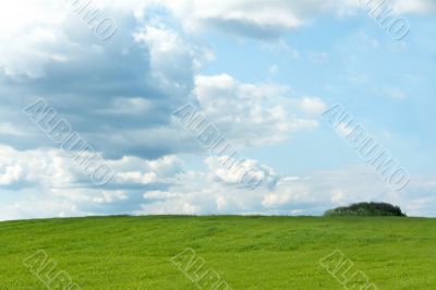 Green herb on background sky