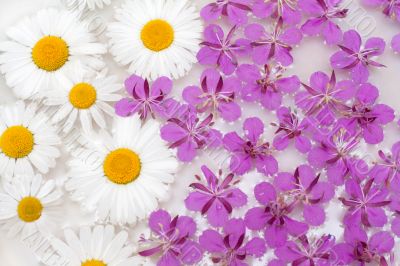 Daisywheels and violet flower