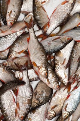 Fish in scales background