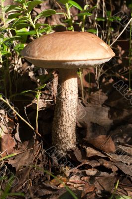 Edible mushroom in wood