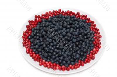 Berries of the whortleberry and cowberries