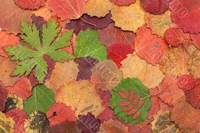 Autumn sheet on white background