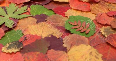Autumn sheet background