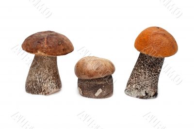 Three mushrooms