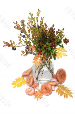 Branches of the whortleberry and cowberries