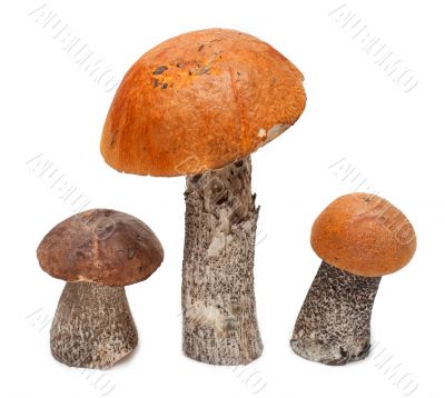 Three mushrooms