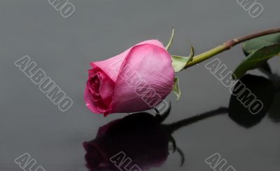 Rose with dewdrop on gray background