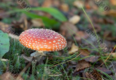 Poisonous red mushroom