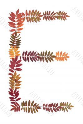 Letter E from alphabet