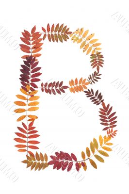 Letter B from alphabet