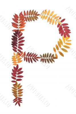 Letter P from alphabet