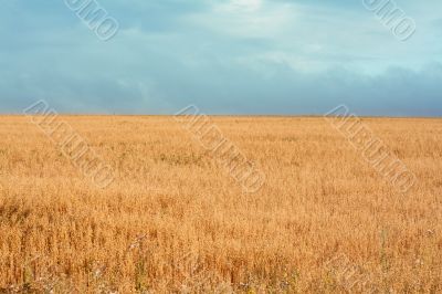 Yellow herb, dull sky