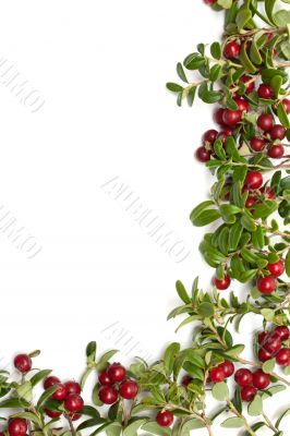 Frame from of the cowberry Frame from of the cowberry