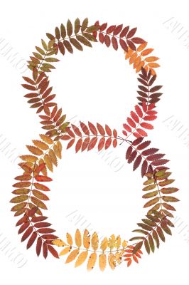 Numeral eight 8 put from autumn sheet