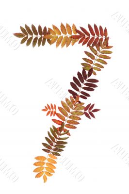 Numeral seven 7 put from autumn sheet