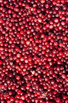 Cranberries by background