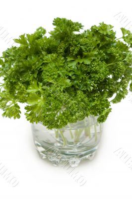 Green parsley